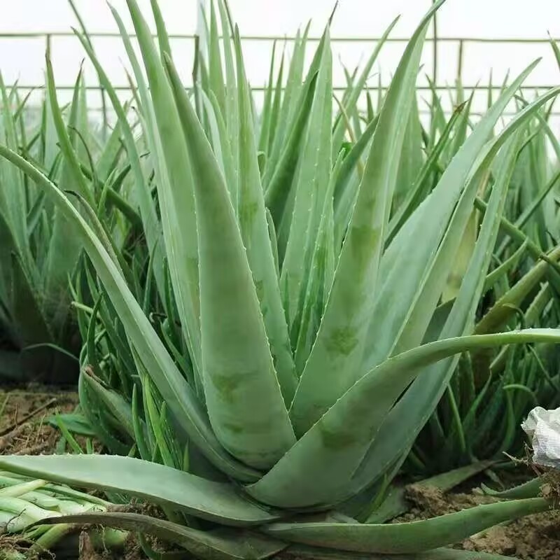 100% Pure Natural Dried Aloe V - Soap Making Raw Material ulasan dan harga